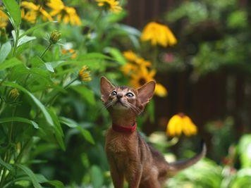 神圣猫咪（从神明到宠物）