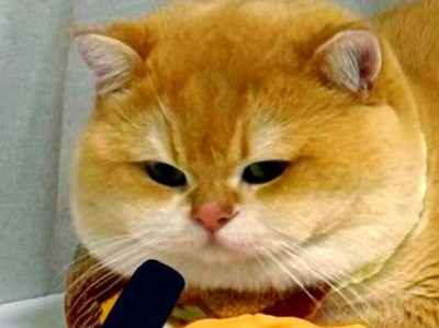 新猫到家关笼子一直叫，怎么办？（解决新猫关笼子叫的问题，让它适应新环境）