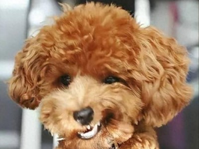 泰迪犬的名字与主人关系的奥秘（探寻泰迪犬为何害怕某些主人的原因及应对之道）