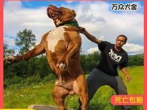 以比特犬为例，如何选择适合的狗粮（了解比特犬的饮食需求，选择健康狗粮）