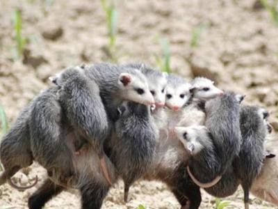 打造健康快乐的卡南犬饲养方法（掌握犬类喂养技巧，给宠物带来最好的生活体验）