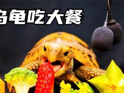 小乌龟的饮食习性与健康（探究小乌龟的食物偏好和饮食习惯，）