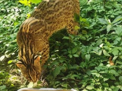 松鼠猴饲养指南（从选购到饲养，全面了解松鼠猴）