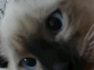 猫咪眼神的解读与避免对视的重要性（探秘猫咪眼睛传达的信号和避免对视的方法）
