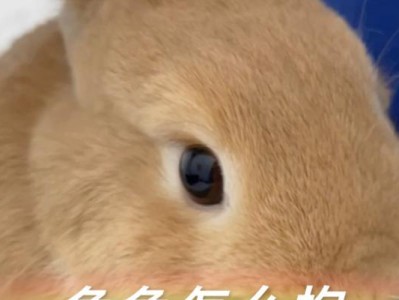 如何让兔子乐意被抱？（解决兔子不肯被抱的问题，让亲密互动更顺利）
