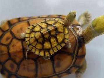 黄喉拟水龟的饲养方法（打造温馨的宠物家园，享受与黄喉拟水龟的亲密时光）