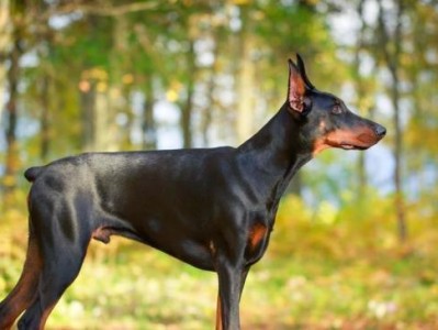 杜宾犬——忠诚的宠物（了解杜宾犬的性格、喜好和饲养方法）