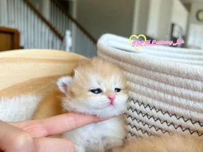 幼猫的饮食需求（以英短幼猫吃什么为主题，了解饮食需求和喂养建议）