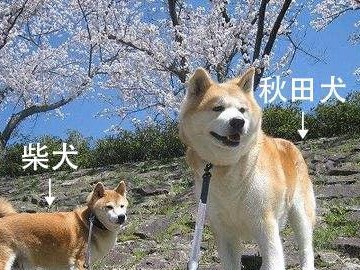 秋田小狗的颜色变化之谜（从出生到成熟，秋田小狗的颜色轨迹）