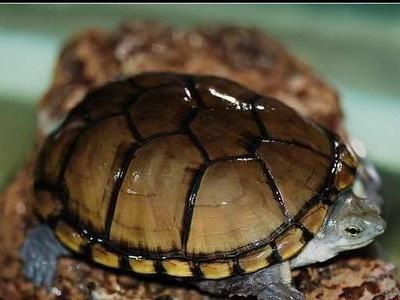 鹰嘴泥龟的养护指南（宠爱你的鹰嘴泥龟，让它健康快乐成长）