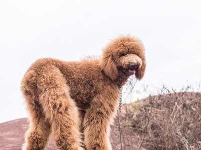 探讨泰迪的外貌美（以泰迪怎么样算漂亮？）