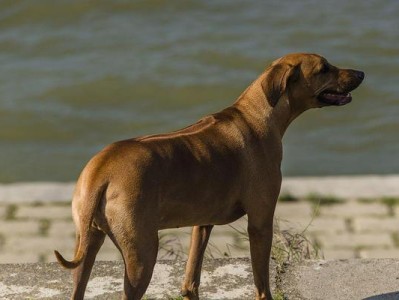 以罗得西亚脊背犬为宠物的饲养方法（如何让罗得西亚脊背犬健康快乐地成长）