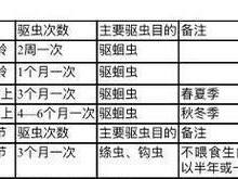 齐兴肉兔的饲养方法详解（做好饲养管理，养出优质肉兔）