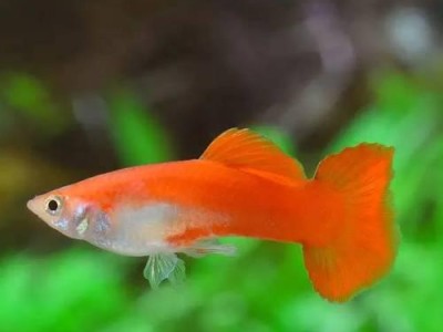 幼鱼喂食的注意事项（科学喂食保证幼鱼健康成长）