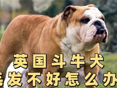 英国斗牛犬（探寻英国斗牛犬鲜少受宠的原因）