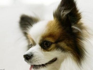 蝴蝶犬脱毛的病因与治疗措施（揭秘蝴蝶犬脱毛背后的真相，了解防治的关键）