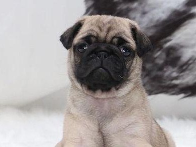 巴哥犬的价格及饲养指南（了解巴哥犬的市场价格和养护要点，让您成为负责任的巴哥犬主人）