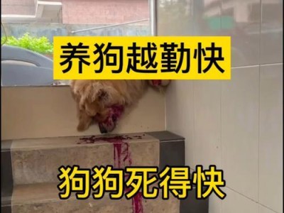狂犬病狗死症状及预防措施（识别狂犬病狗死症状的重要性与应对之策）