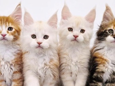 猫咪生育周期（探究猫咪的繁殖周期及合理繁殖时间间隔）