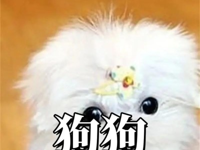 狗狗饮食规划指南（每顿喂食量与喂食次数的重要性）