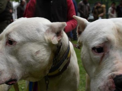 养宠必备——杜高犬饲养方法（一只好杜高犬需要这样的呵护）