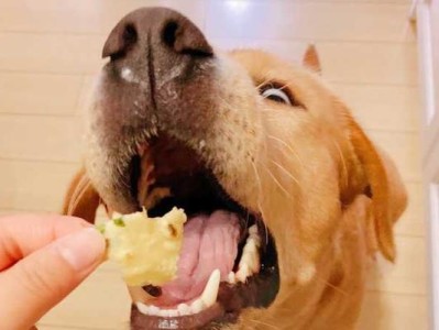 让宠物狗狗喜欢吃干狗粮的方法（如何让你的狗狗舔干狗粮并享受每一餐）