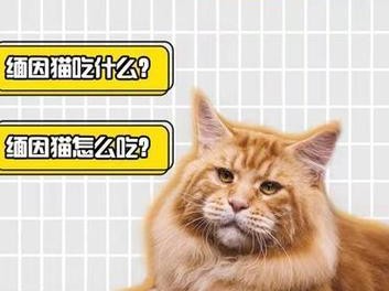 缅因猫的饮食习惯及合理喂养方法（缅因猫的饮食习惯及如何科学喂养）