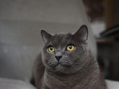 小猫眼睛为什么灰色？