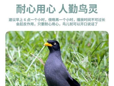 聊哥鸟（探寻聊哥鸟说话的奥秘，解析其关键时刻）