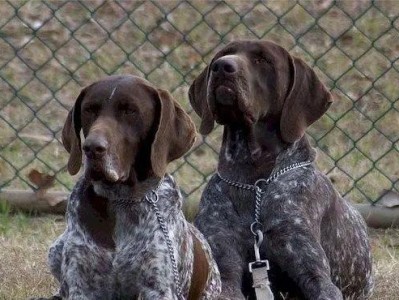 如何科学饲养德国长毛指示犬（从宠物到工作伴侣，关键是一份爱）