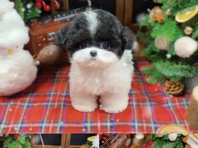 泰迪幼犬的主要疫苗接种（保护你的泰迪宝宝免受疾病侵害）