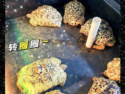以豹龟长到成体需要多长时间？（豹龟成长的关键因素与发育阶段）