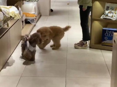 以泰迪宝宝出生为主题的注意事项（为你的泰迪宝宝提供健康和幸福的起始点）