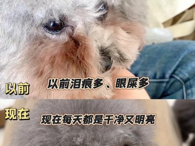 探究狗狗泪痕的原因及处理方法（解析泪痕的成因，为爱犬找到最佳解决方案）