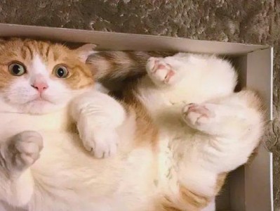 深入探究猫咪为什么会用力啃自己爪子（揭秘猫咪啃爪行为的原因及影响）
