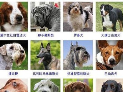 拉布拉多犬价格及饲养注意事项（了解拉布拉多犬价格，做好饲养准备）