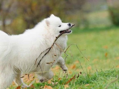 探秘萨摩耶犬的魅力与特点（了解萨摩耶犬的历史渊源与亲和性）