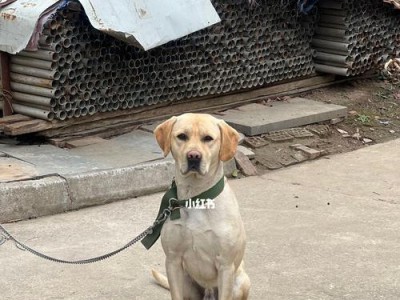 养拉布拉多犬需注意的六个饮食误区（避免这些饮食误区，让你的拉布拉多犬健康成长）