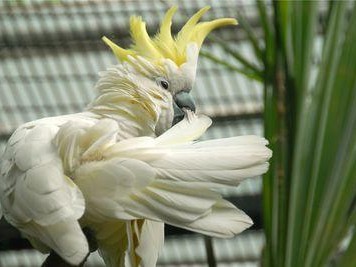 小葵花凤头鹦鹉的饲养方法（打造快乐的凤头鹦鹉家庭）