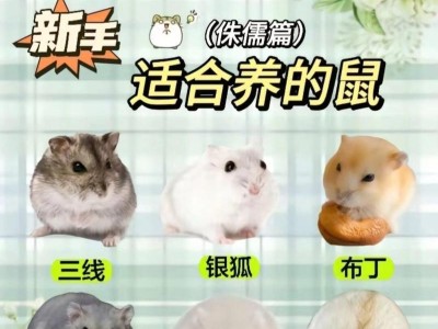 养仓鼠，你需要知道的一切（如何为你的仓鼠做好充分准备）