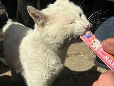 猫的卓越平衡力（猫是如何保持出色平衡能力的？一探其奥秘）