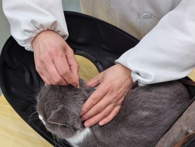 猫咪生小猫后多久需要进行驱虫？（了解正确的驱虫时机，保护宝贝猫咪的健康）