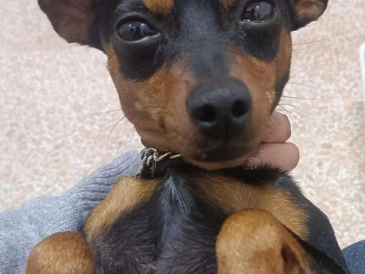 小鹿犬（探究小鹿犬为何越来越受欢迎）