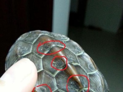 乌龟蜕皮的奇妙变化（探秘乌龟蜕皮的神奇过程）
