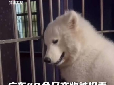 小狗去世的特征及应对方式（揭示小狗去世的特征，为主人提供合适的应对方式）