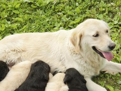 母犬分娩前的预兆及产后护理要点（了解母犬的怀孕生理和行为特点，确保分娩顺利进行）