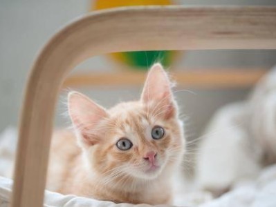 猫眼睛分泌物之秘密揭秘（探究猫眼睛分泌物的成分及作用）