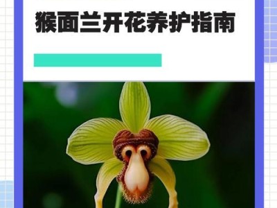 养猴子的注意事项（了解猴子的习性，做好养护工作）