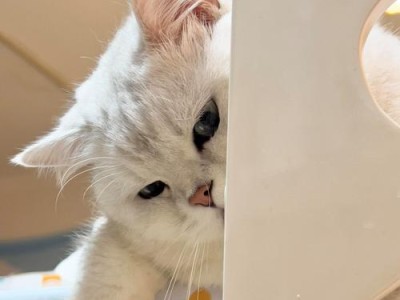 猫咪半夜叫声的意义揭秘（为什么猫咪在深夜不停叫喊？）