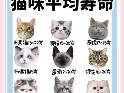 猫的配种需要一起住多久？（揭开猫咪配种的时间之谜）